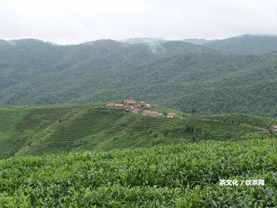 普洱茶曼松價格及熟茶，屬于何檔次，多少一斤？