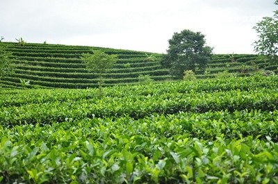 普洱生茶茶底的好壞怎樣判斷？一捏就面一搓成泥，一搓就爛！