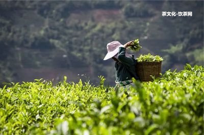 老年人喝普洱茶的作用、功效和好處