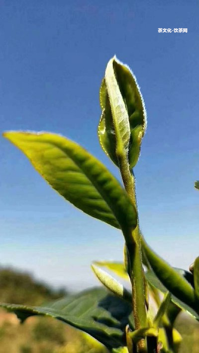 普洱茶是不是刮油了才能喝？探討普洱茶的刮油作用