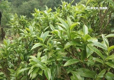 普洱熟茶倉味怎么退？退除倉味的方法及期限解析