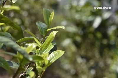 普洱茶銷量差的地方是哪里？銷量較好的省份排名榜，滯銷行情低迷。