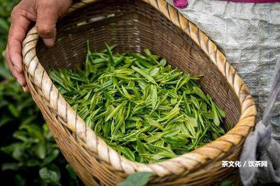 新普洱生茶的味道是什么樣的？