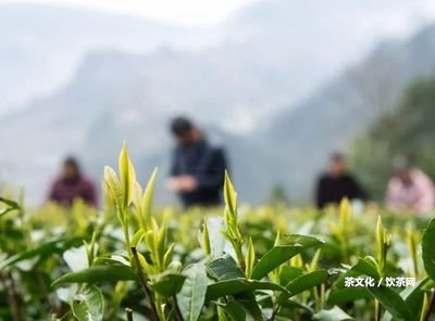 滇紅怎樣辨別好壞——圖片、視頻、圖解全解析