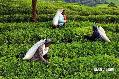 普洱茶隔夜了能喝嗎？