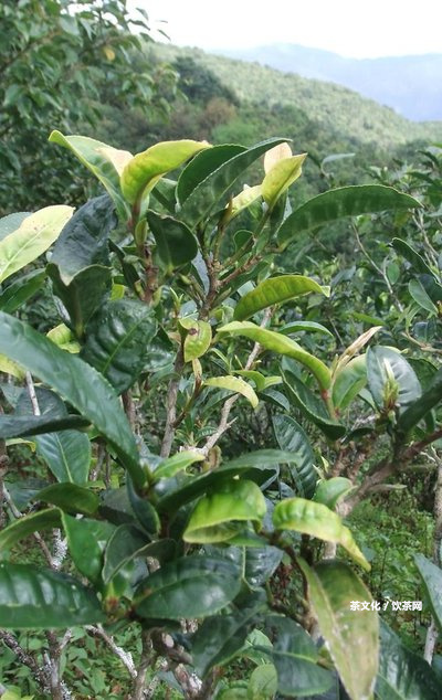 南糯普洱茶屬于哪個(gè)茶區(qū)？特點(diǎn)口感、價(jià)格及圖片，生茶價(jià)格，南糯一號普洱茶。