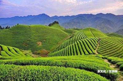 古樹(shù)普洱茶種植法圖解