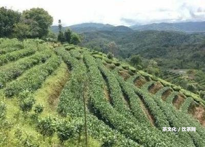 普洱茶和茶的關(guān)系、區(qū)別及與茶馬古道、茶多酚的關(guān)聯(lián)，哪個(gè)更好？