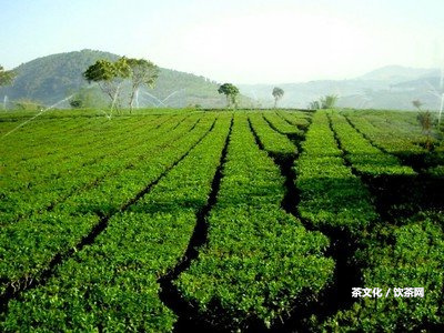 云南滇紅能泡幾泡茶？泡幾次不浪費(fèi)！