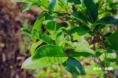 普洱茶有霉味對(duì)身體有害嗎？能否飲用？