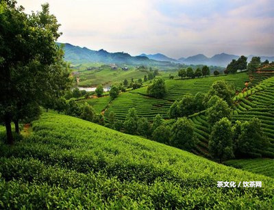 普洱茶名山名寨排名及分布圖：熟悉普洱茶名山頭及名寨的位置分布、排名情況。