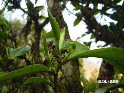 普洱茶原料茶樹品種為云南大葉種，種植起因及茶葉類型。