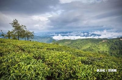 普洱茶怎樣弄散茶葉？