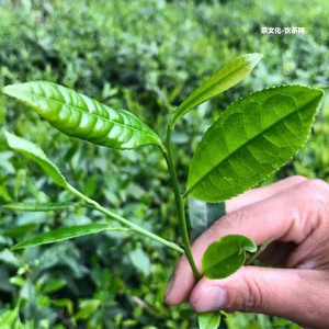 喉韻的普洱：普洱茶的喉韻及形容，生普喉韻詳解