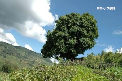 普洱茶圖片可愛美甲圖大全及高清唯美圖