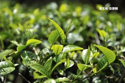 普洱茶都是餅狀嗎？起因是什么？圖片解析！