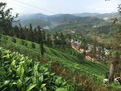 普洱茶唯美文字圖片大全高清解說詞