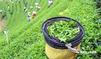 普洱茶茶葉泡水喝的功效、作用及禁忌