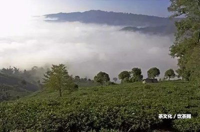 普洱玫瑰花茶怎么泡？泡法攻略分享！