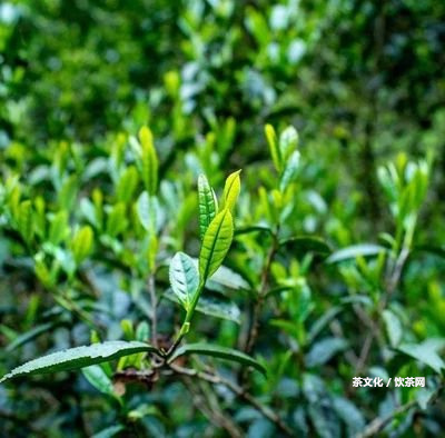 小藏普洱鐵盒價格表和圖片，全面熟悉普洱藏茶收藏價值