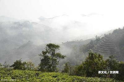 普洱茶煮茶超過30分還能喝嗎有毒嗎？煮多久不能喝？視頻解析