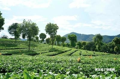 易武普洱茶老茶口感特點和功效