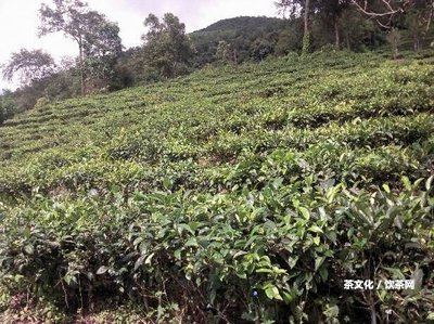 大益花香生茶品鑒：型緊壓茶青芽，香氣濃持久，口感順醇厚