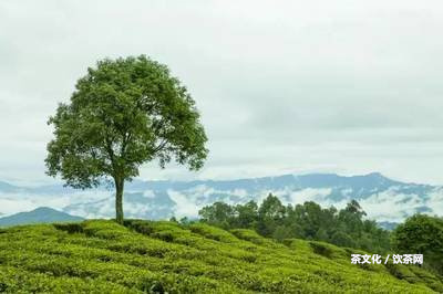 云南普洱茶樹種分類及特點(diǎn)