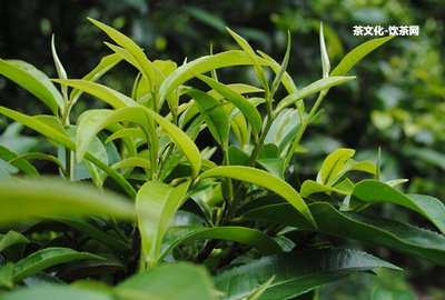 普洱茶正山大葉產(chǎn)地在哪里？屬于什么茶？