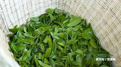 西雙版納普洱茶：品牌、產(chǎn)區(qū)、價格及推薦