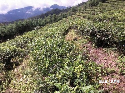 麻黑石門坎有古樹嗎？古樹茶價(jià)格是多少？