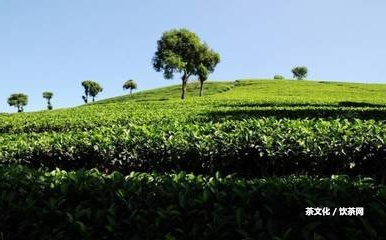 富硒普洱茶好處及壞處：解析富硒普洱茶的益處與弊端