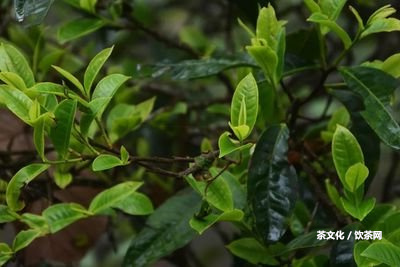 云南普洱茶人群分析與屬性：田、陳曉雷等茶人