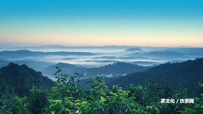 普洱茶洗了還能喝嗎為什么會苦？泡多久？