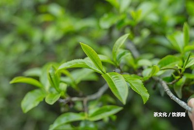 三千茶業(yè)價格及官網(wǎng)，熟悉三千茶葉的價格與信息