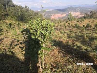 荔枝與普洱熟茶的區(qū)別及能否一起食用，哪個(gè)更好？