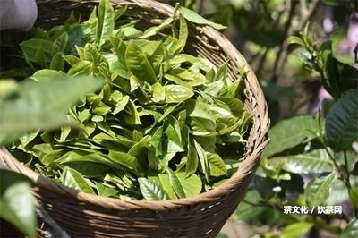 普洱茶拉肚子正常嗎能喝嗎？小孩可否飲用？解決普洱茶拉肚子疑問的辦法