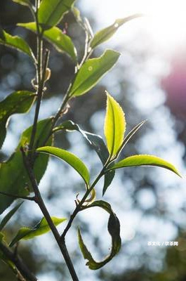 普洱茶新茶好喝嗎？知乎分享泡法