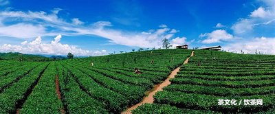 普洱熟茶餅多少錢一斤？全面探討普洱熟茶餅的價格