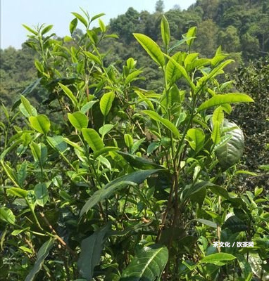 普洱生茶價錢表：多少錢才不是劣質(zhì)茶？