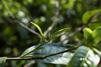 大雪山與冰島生普口感區(qū)別及普洱茶對(duì)比