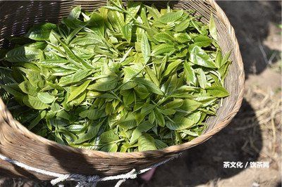 普耳茶和黑茶哪個好？區(qū)別、功效及好喝程度分析