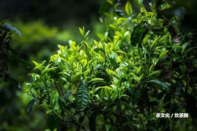 普洱茶歷起源簡單概述：普洱茶起源于中國云南，具有2000多年歷。最早的普洱茶是以原料為野生大葉種普洱茶樹的餅茶。普洱茶的起源與歷，普洱茶歷起源簡單概述圖。