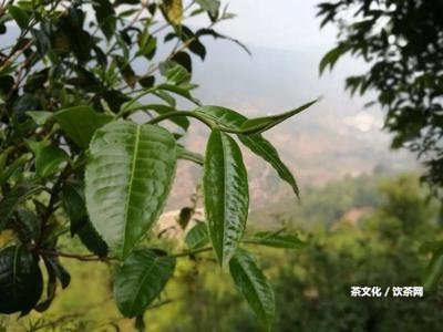 普洱茶古茶樹(shù)產(chǎn)量一般多少，價(jià)格怎樣？