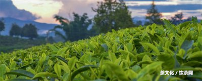 普洱茶怎么制作好喝又簡單：視頻竅門和方法