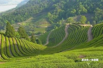 普洱茶怎樣沏茶好喝的方法及視頻教程