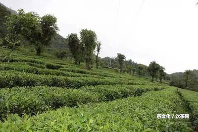 專業(yè)的普洱茶倉庫是什么樣的？欣存放普洱茶的建造及圖片