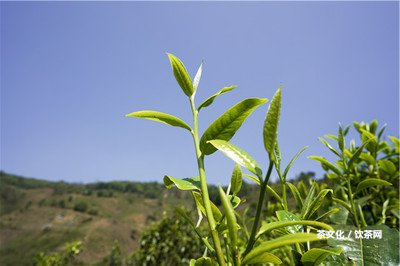 普洱茶怎么泡水喝：最好的云南普洱茶泡法及效果