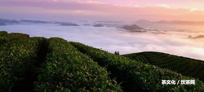 木普洱茶的功效及作用：熟悉木普洱茶好不好，以及它的定義和健益處