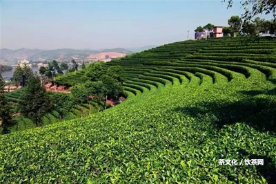 普洱茶假的是什么樣的「普洱茶假的是什么樣的圖片」